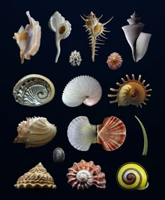 many different types of sea shells on a black background