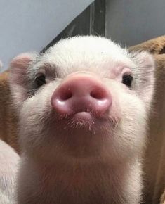 a small white pig sitting on top of a bed next to a hair dryer