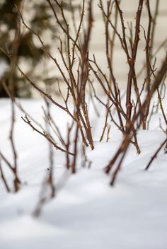 small tree branches in the snow with no leaves