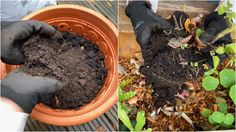 two pictures showing hands in gardening gloves digging dirt into a potted plant