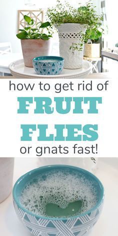 a bowl filled with fruit flies on top of a table next to potted plants