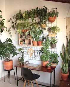 several houseplants are arranged on the wall above a desk