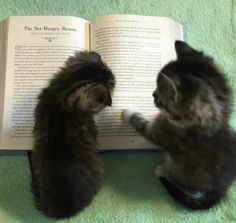 two kittens are playing with each other on the floor while looking at an open book