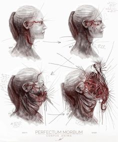 three different views of the head and neck, with various parts labeled in each section