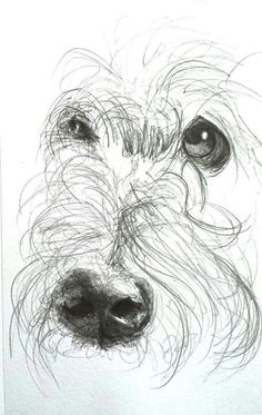 a drawing of a dog's face with long hair