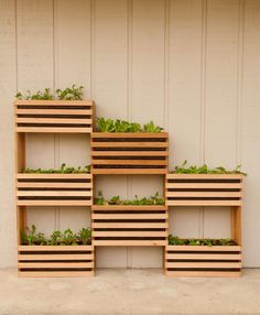 three wooden boxes with plants growing out of them