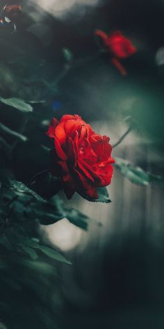 a single red rose sitting on top of a tree