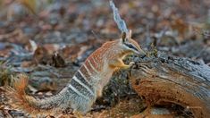 a small squirrel is standing on the ground near a tree trunk and looking at something in its mouth