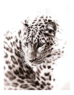 a black and white photo of a leopard