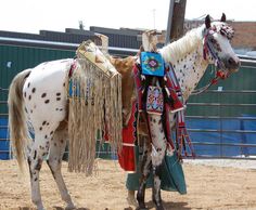 a white and brown horse standing on top of a dirt field