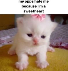 a white kitten with a pink bow on its head sitting on top of a yellow blanket