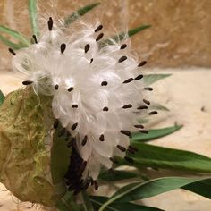 a white flower with black spots on it