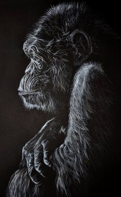 a black and white drawing of a gorilla with its hand on his chin looking to the side