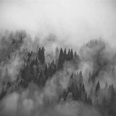 black and white photograph of trees in the foggy mountains with low clouds above them