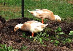 two ducks are standing in the dirt near a fence and some plants on the ground