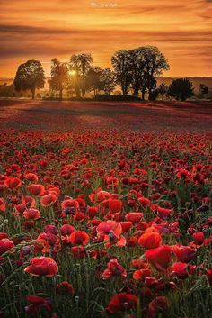 a field full of red flowers with the sun setting in the distance behind them and trees