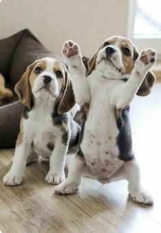 two puppies standing on their hind legs in front of the camera and one is holding its paws up