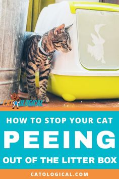 a cat standing next to a litter box with the words how to stop your cat peeing out of the litter box