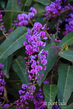 purple flowers are blooming on the green leafy branches in front of some leaves