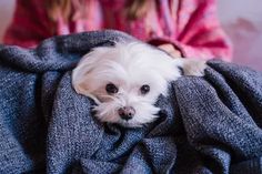 a small white dog laying on top of a bed under a blanket and covering it's face