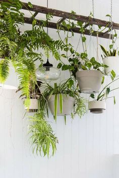 several potted plants are hanging on the wall