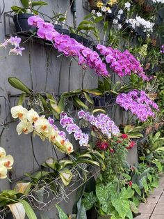 purple and white orchids are growing on the side of a wall in a garden