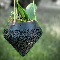 a close up of a plant hanging from a wire with grass in the back ground