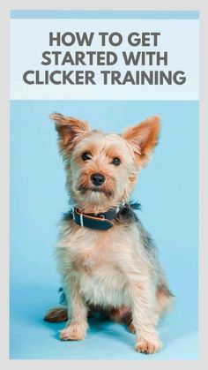 a small dog sitting in front of a blue background with the words how to get started with clicker training