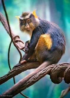 a small monkey sitting on top of a tree branch