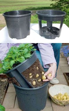 there are two pots with plants in them and one has potatoes growing out of it