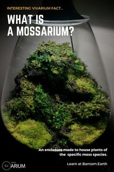 an advertisement featuring moss in a glass vase with the words what is a mossaruum?