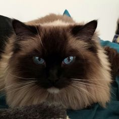 a cat with blue eyes laying on a blanket