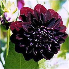 a black and red flower with green leaves