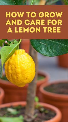 a lemon tree in a pot with the words how to grow a lemon tree in a pot from a seed