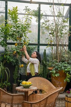 a woman reaching up to pick some fruit from a tree in a greenhouse with lots of potted plants