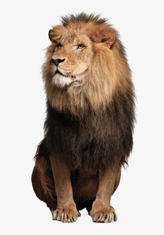 a lion sitting down with its head turned to the side, in front of a white background