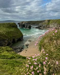 pink flowers growing on the side of a cliff next to the ocean with cliffs in the background