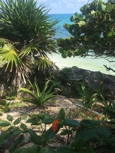 some plants and trees on the beach with water in the backgroung behind them