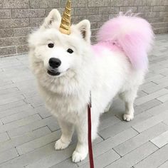 a white dog with a pink leash and a unicorn horn on it's head