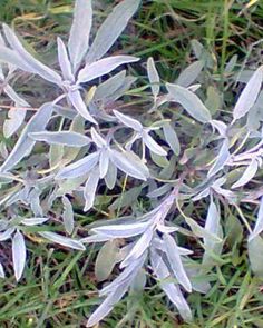 some green and purple leaves in the grass