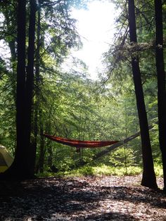 a hammock in the middle of a forest with trees and sun shining through