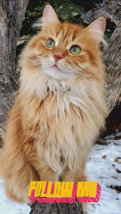 an orange and white cat sitting on top of a tree stump in the snow with its eyes wide open