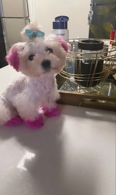 a small white dog sitting on top of a counter