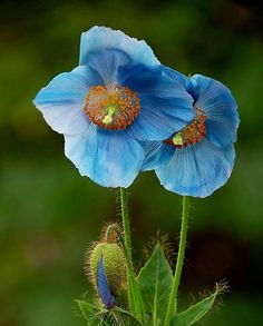 two blue flowers with green leaves in the background