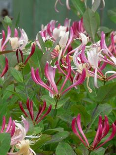 pink and white flowers blooming on green leaves