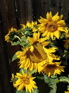 the sunflowers are blooming in front of the wooden fence