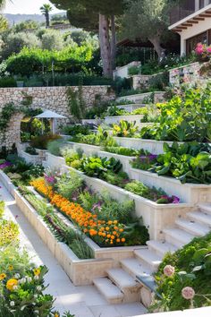 an outdoor garden with lots of plants and flowers