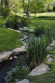 a small stream running through a lush green park