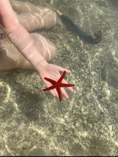 a person's hand reaching for a red starfish in the shallow water,