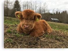 a small brown cow laying on top of a grass covered field with trees in the background